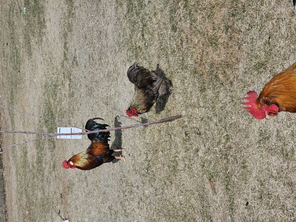 Brown Leghorn breeding group