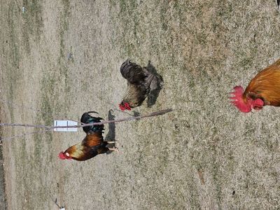 Brown Leghorn breeding group