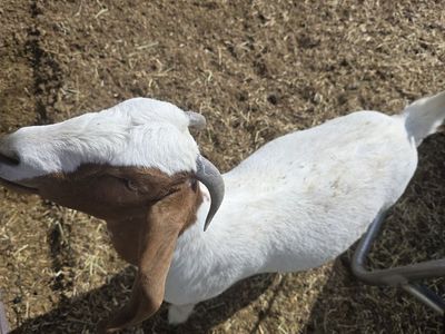 Boer doe
