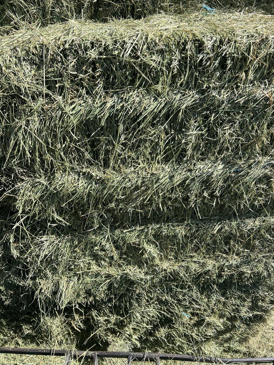 Grass Hay