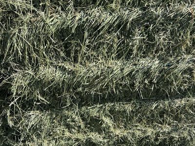 Grass Hay