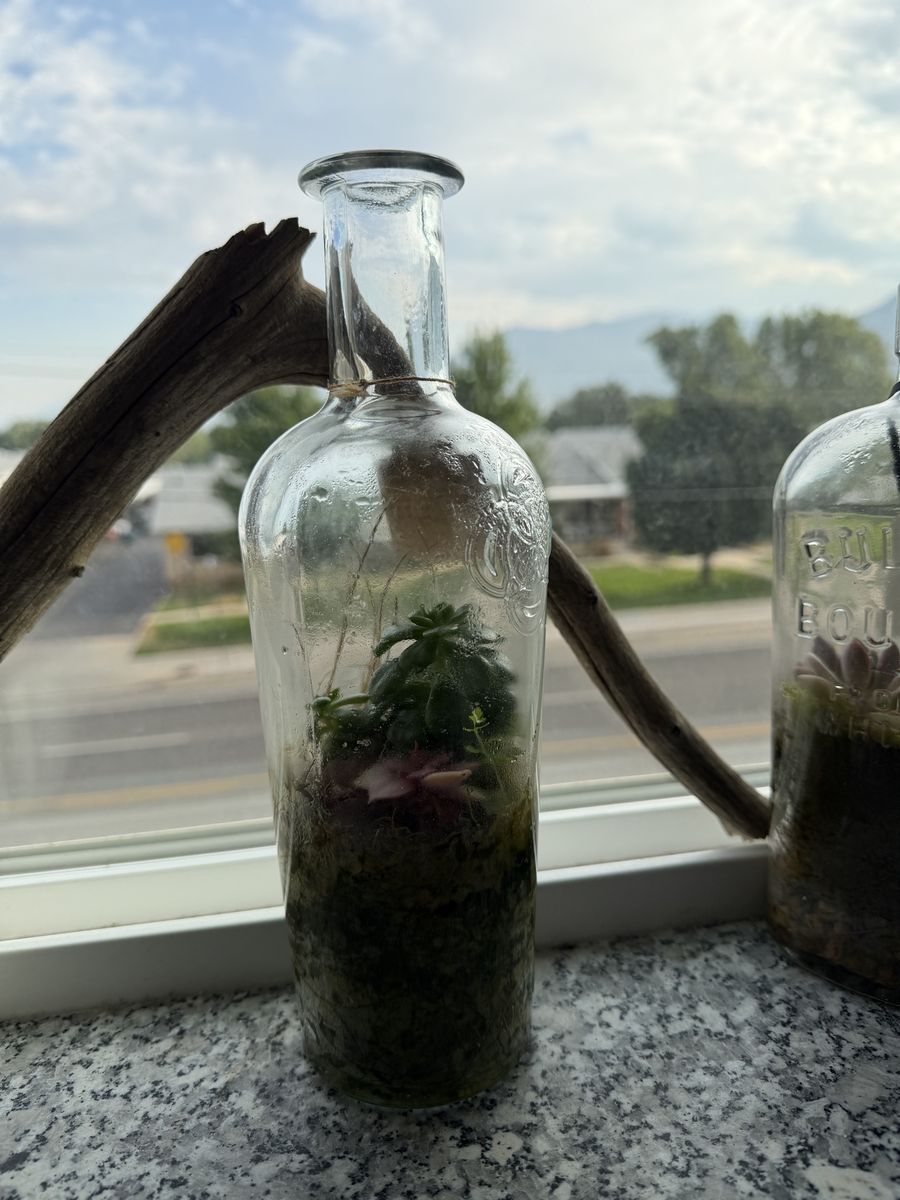 Handmade Terrarium in Glass Bottle - Live Succulents & Moss - Unique Home Decor