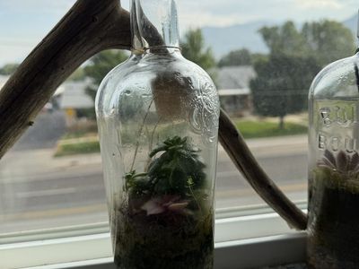Handmade Terrarium in Glass Bottle - Live Succulents & Moss - Unique Home Decor