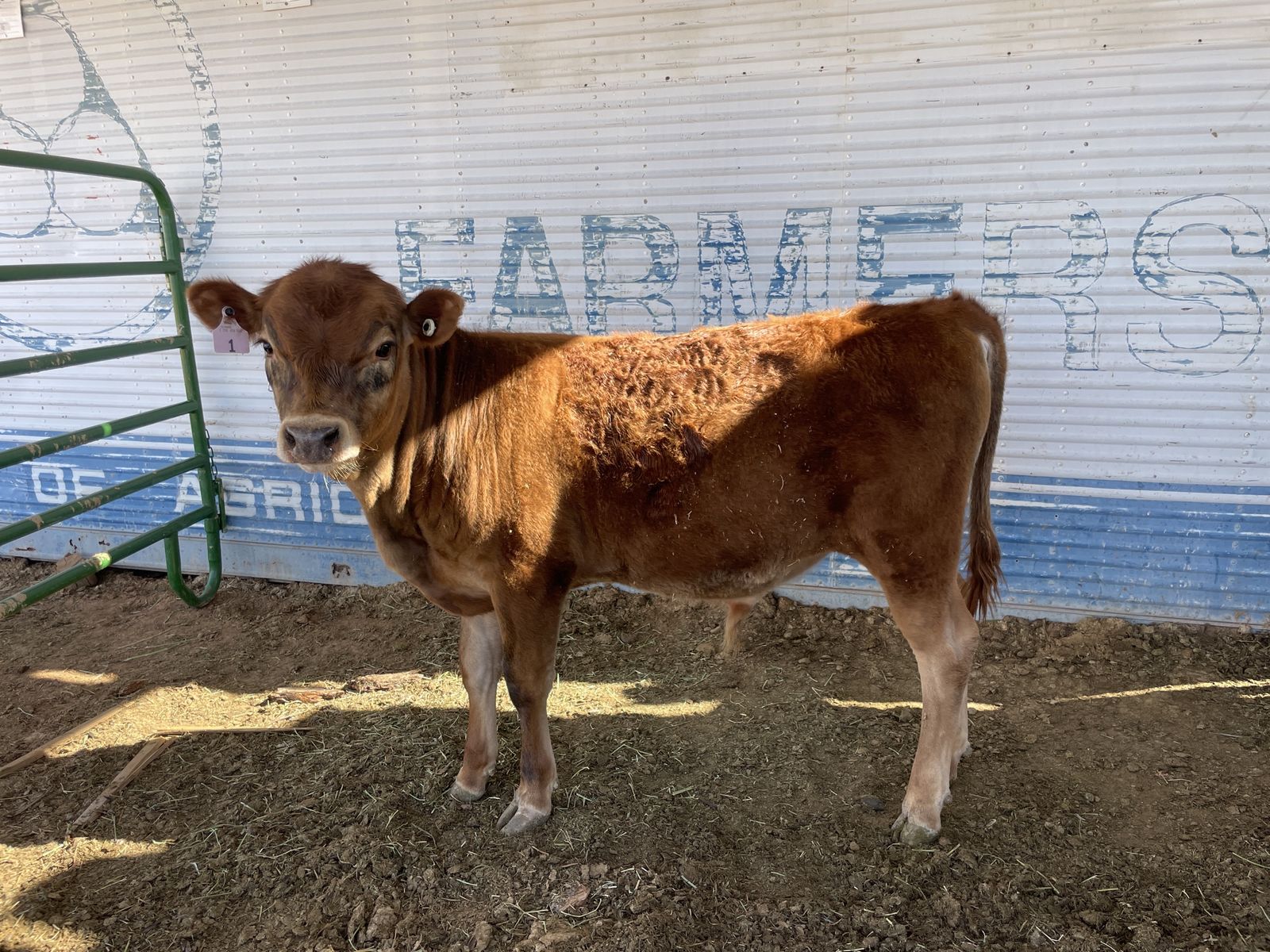 A2/A2 Jersey Bull Calf