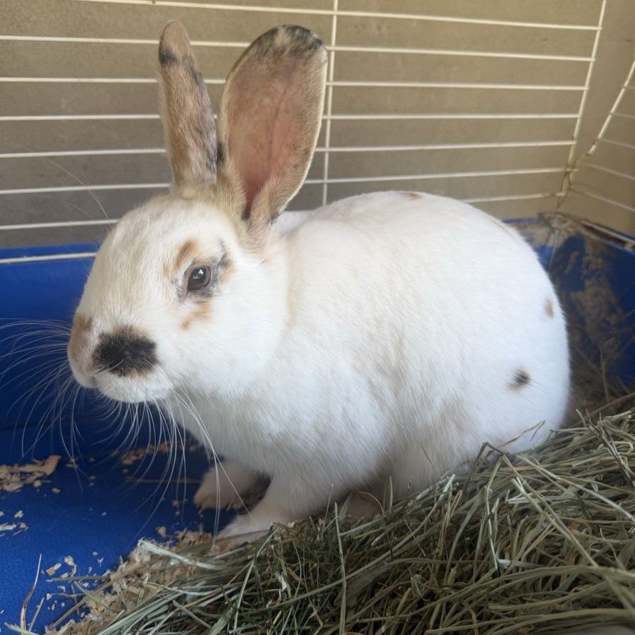 Rex Bunny Rabbits