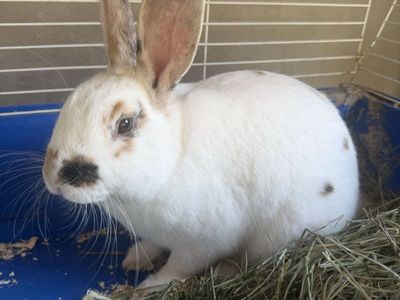 Rex Bunny Rabbits