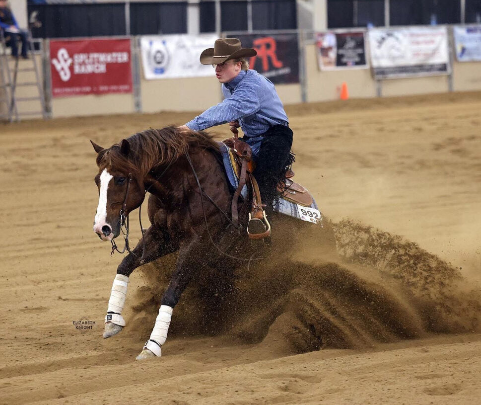 2026 AQHA Reining Foal