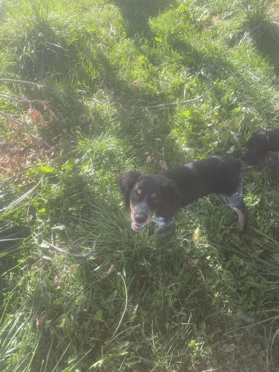French Brittany pups