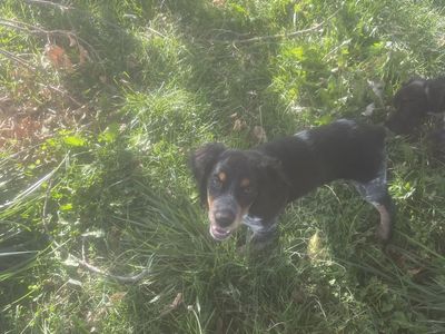 French Brittany pups