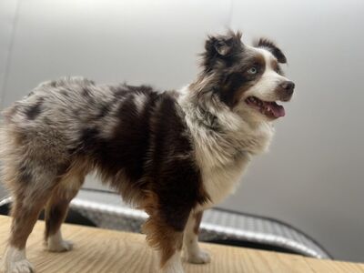 Tri Color Red Merle Mini Aussie 3 Years Old