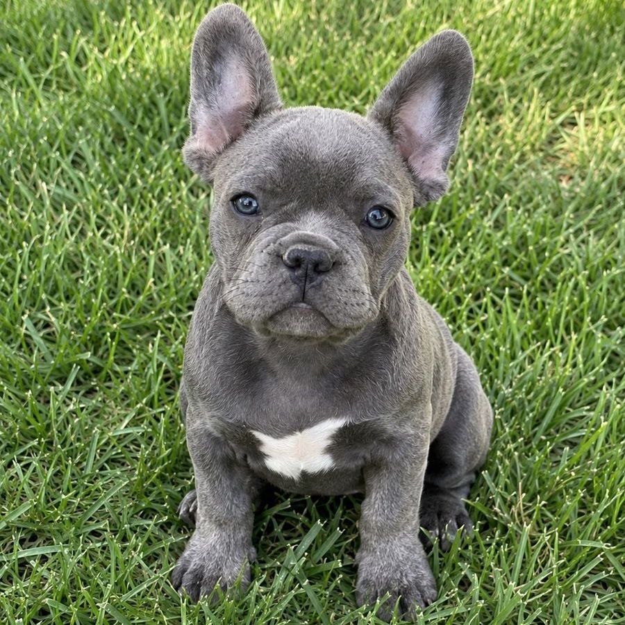 AKC French Bulldog Puppies