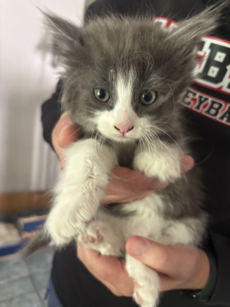 8 week old kittens