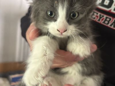 8 week old kittens