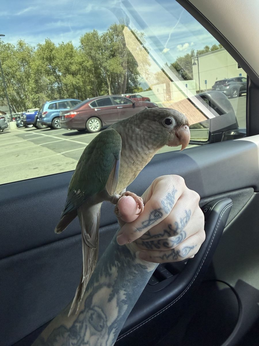 turquoise pineapple conure 