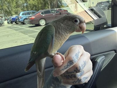 turquoise pineapple conure