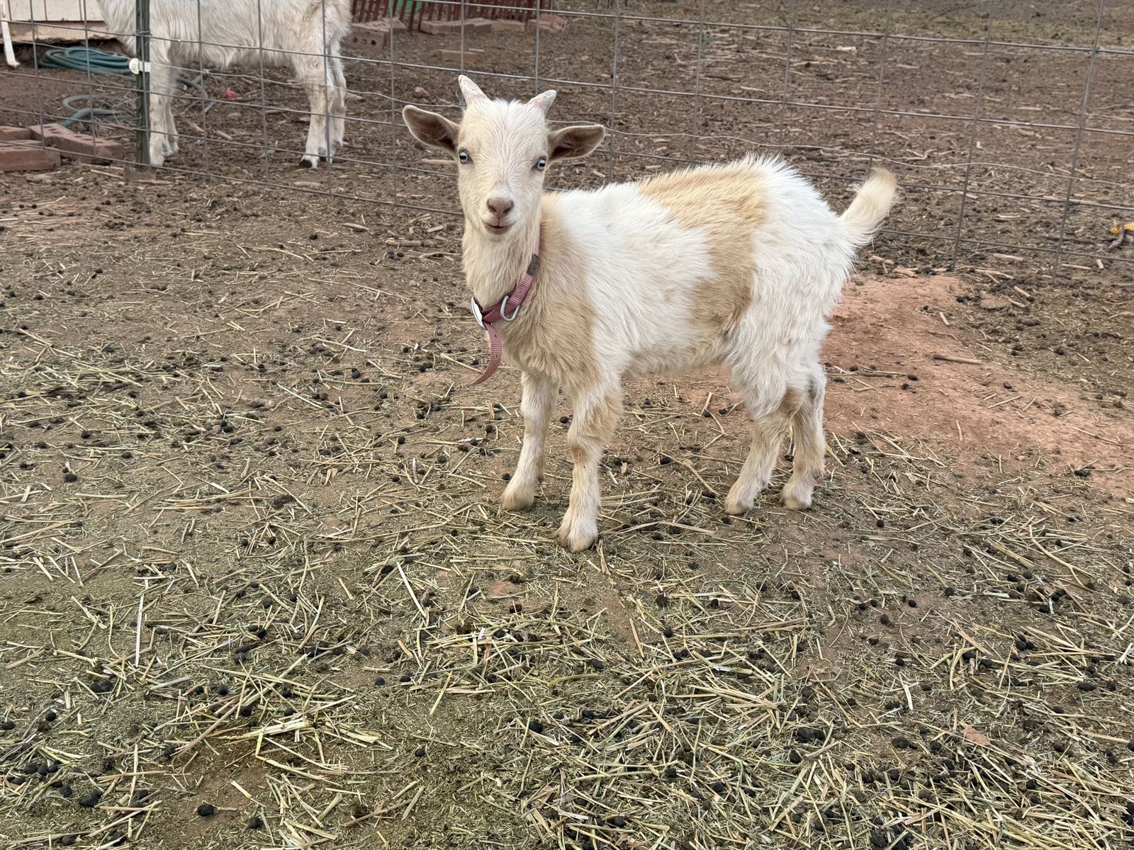 Nigerian Dwarf Baby Goat - male