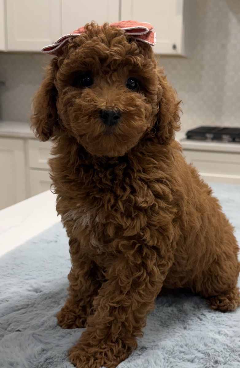 Mini goldendoodle