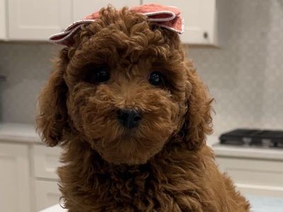 Mini goldendoodle
