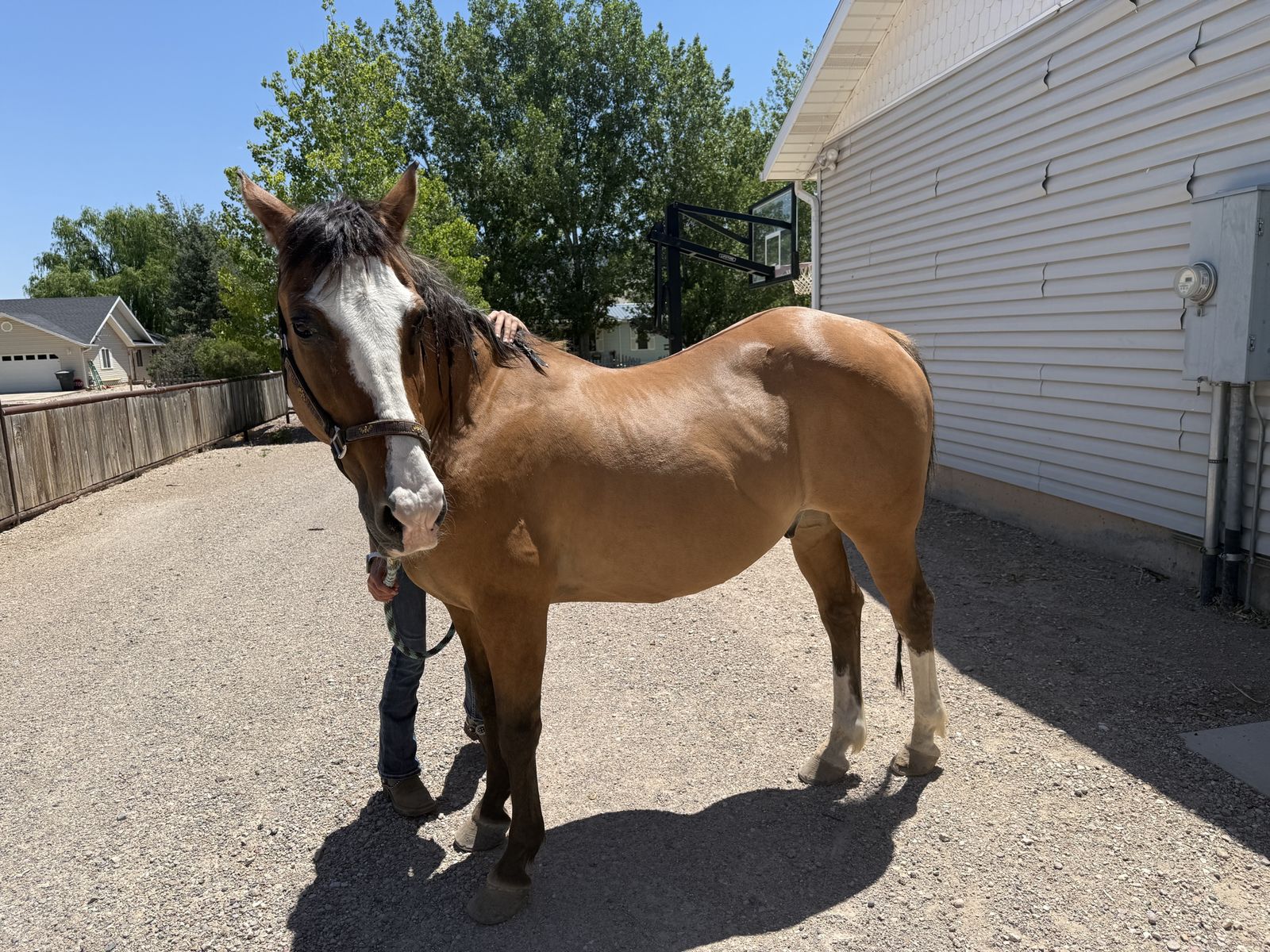 18 year old grade gelding