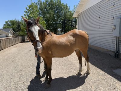 18 year old grade gelding
