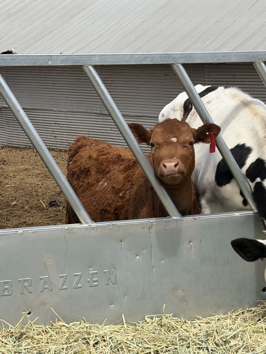 400+ pound Heifer calf