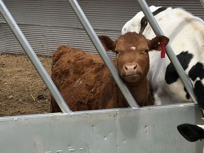 400+ pound Heifer calf