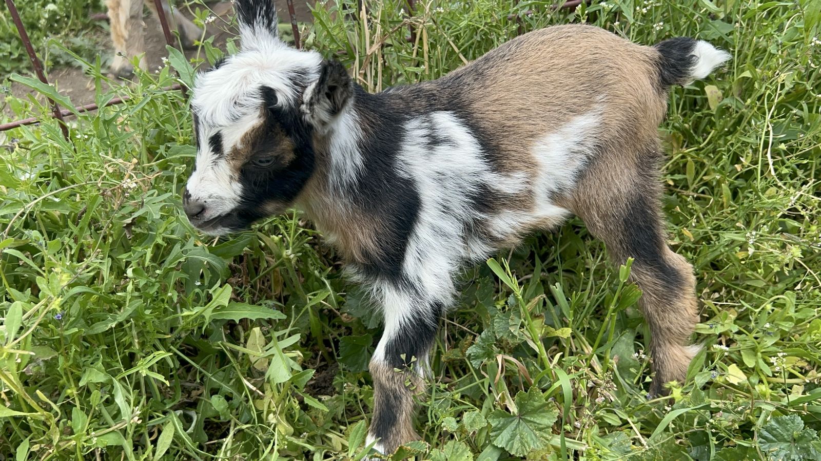 Nigerian dwarf buck
