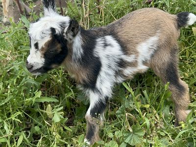Nigerian dwarf buck