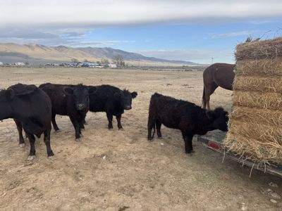 Mini angus heifers
