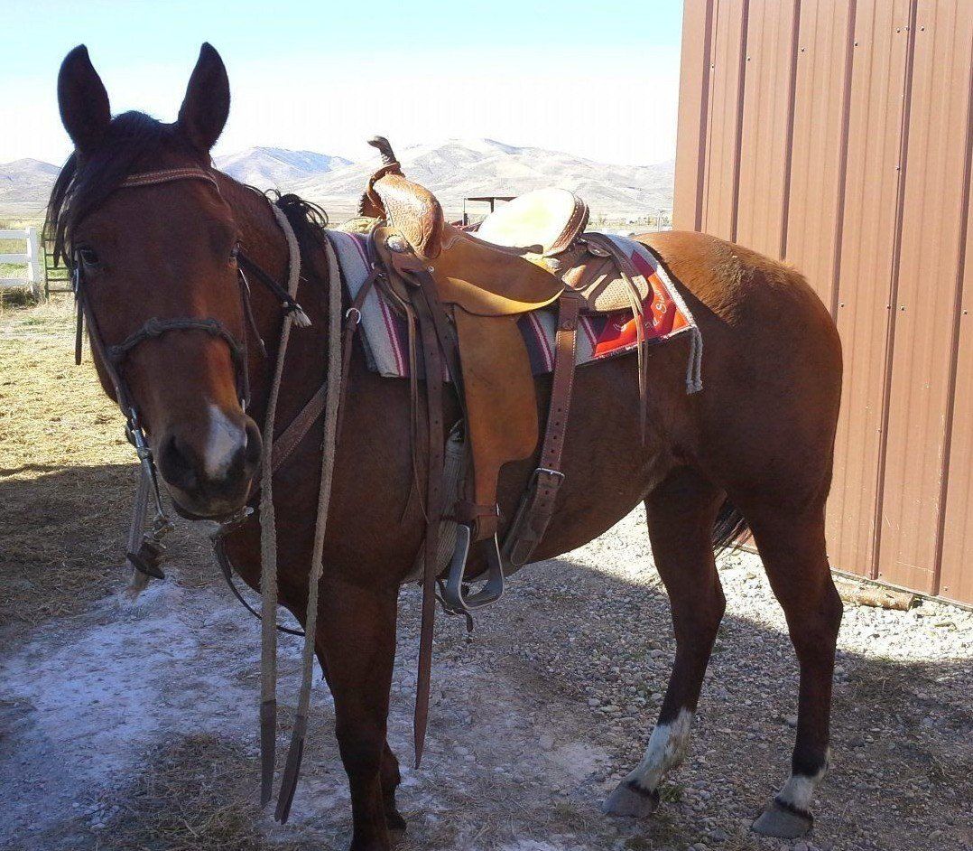 AQHA Smart Chic Olena mare