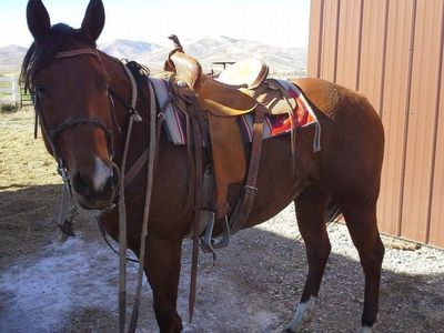 AQHA Smart Chic Olena mare