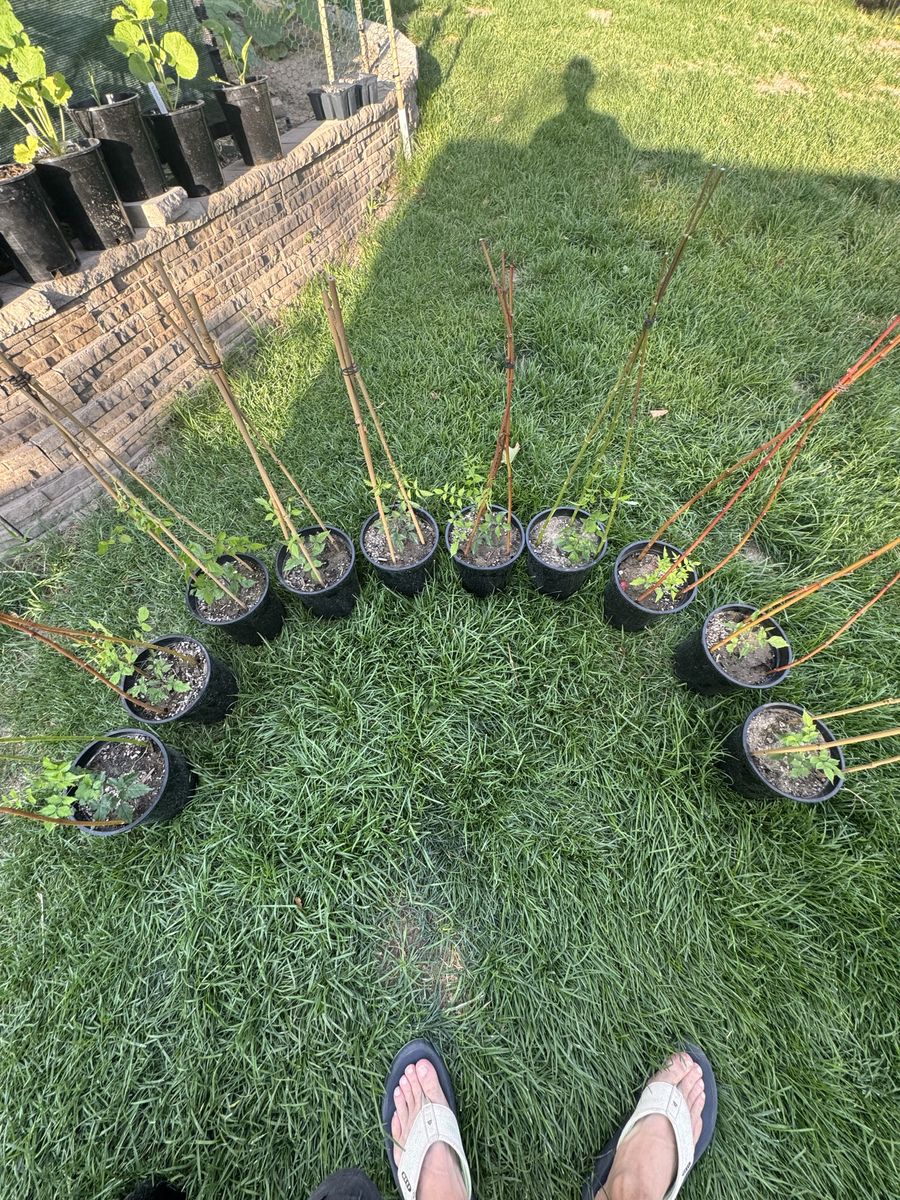 Trumpet plants