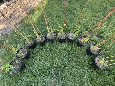 Trumpet plants