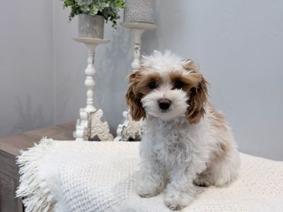 Mr. Churro Male Maltipoo
