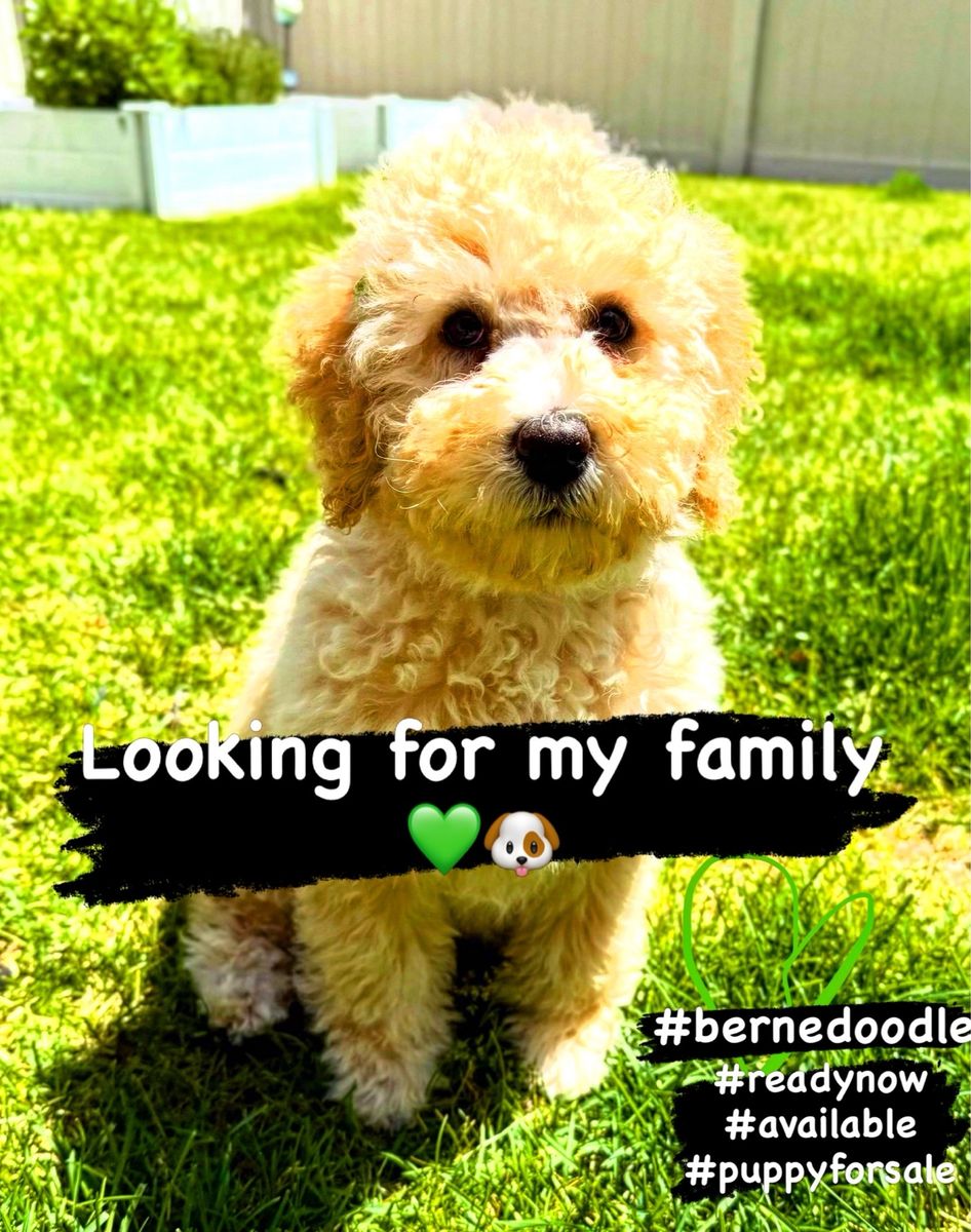 READY NOW $ lowered. Mini Bernedoodle female puppy. Sweet cuddly doodle, non-shedding, poodle, Bernese Mountain mix.