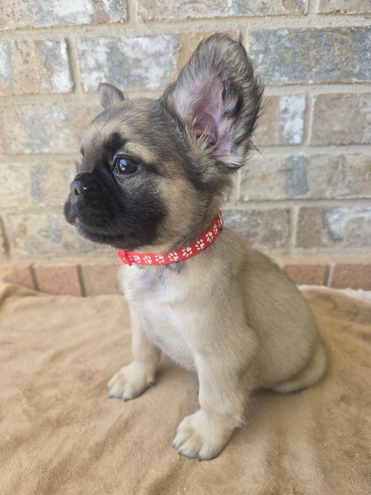 Fluffy French Bulldog MALE