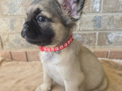 Fluffy French Bulldog MALE