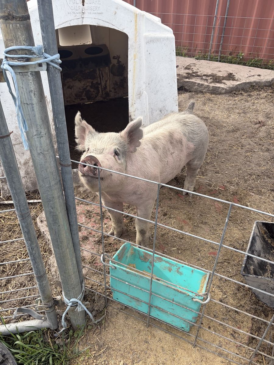 Feeder Pig