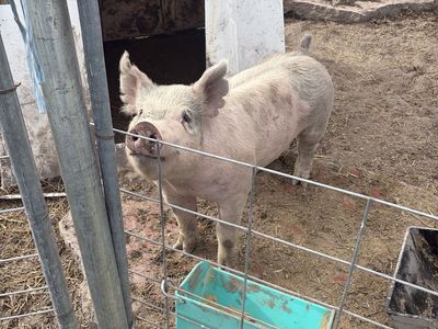Feeder Pig