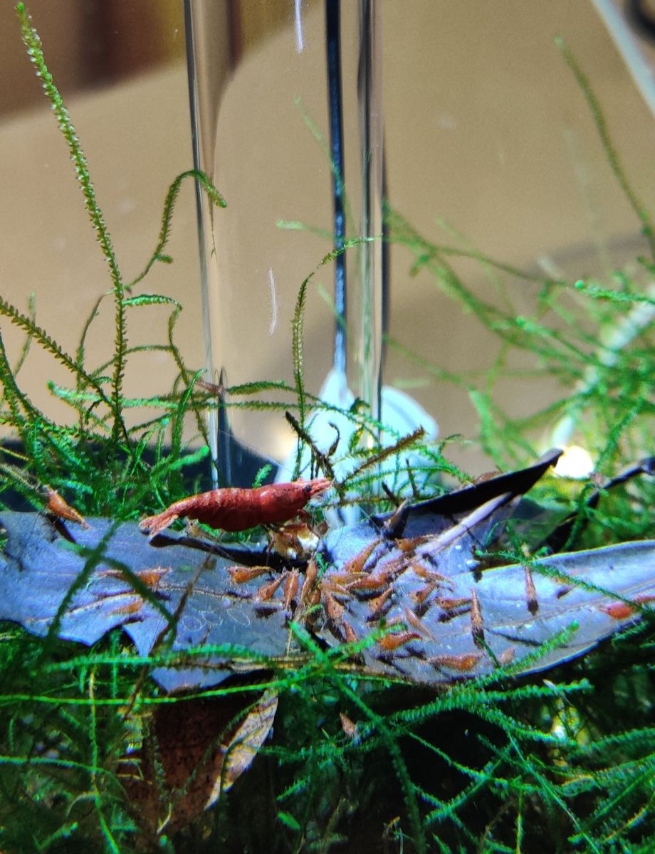 Red Cherry Shrimp (Neocaridina davidi) Aquarium Freshwater Shrimp, Juvenile/Adult