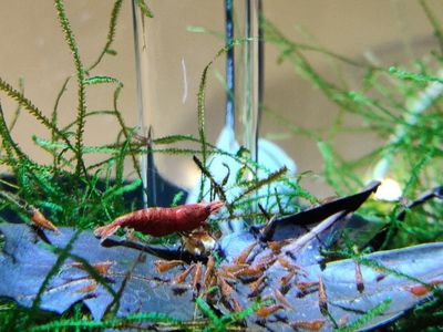 Red Cherry Shrimp (Neocaridina davidi) Aquarium Freshwater Shrimp, Juvenile/Adult