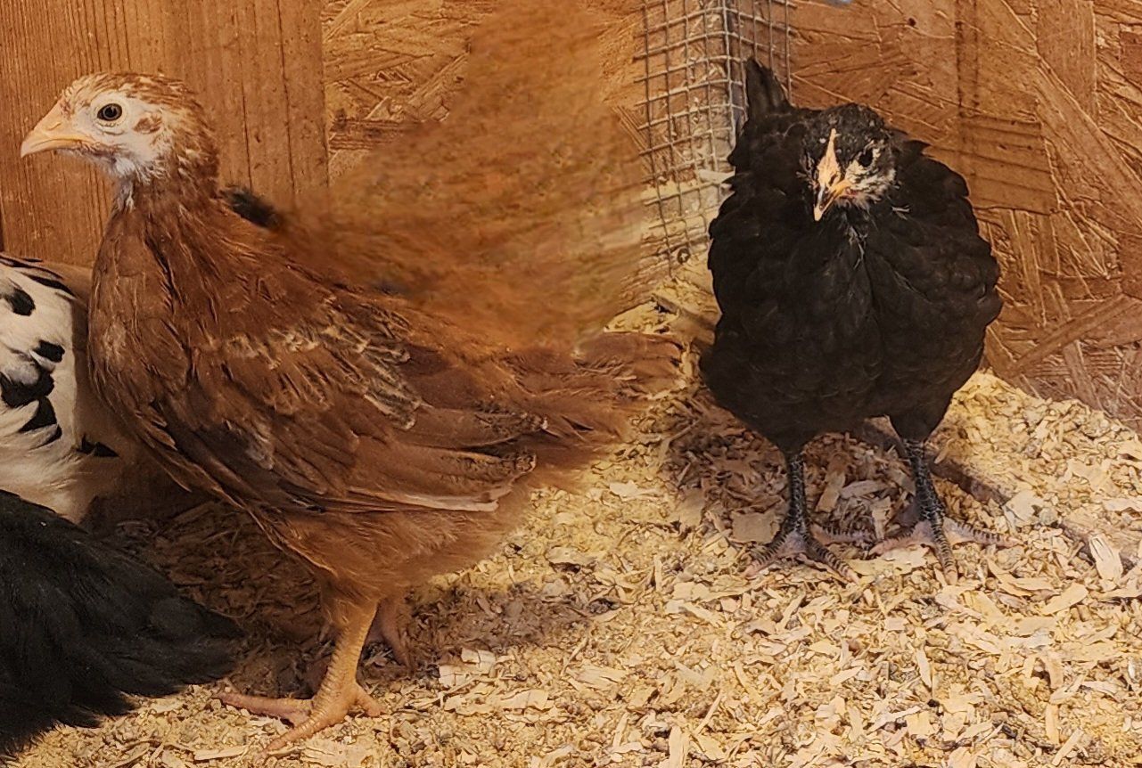 Coop Ready Pullets