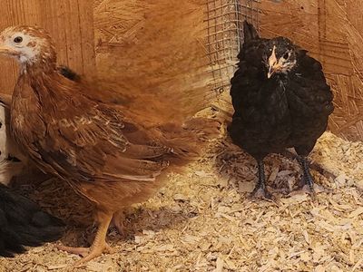 Coop Ready Pullets