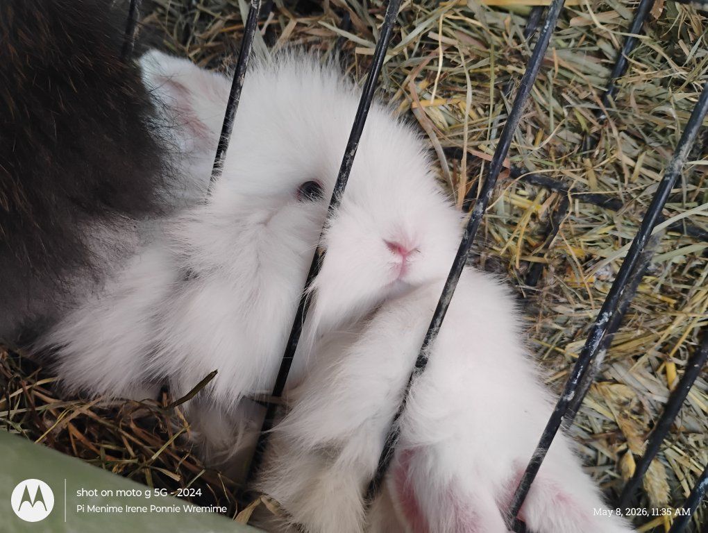 7+ cute little bunnies for sale to good homes