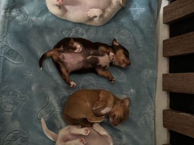 Chihuahua