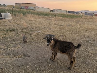 Mini silkie fainting buckling