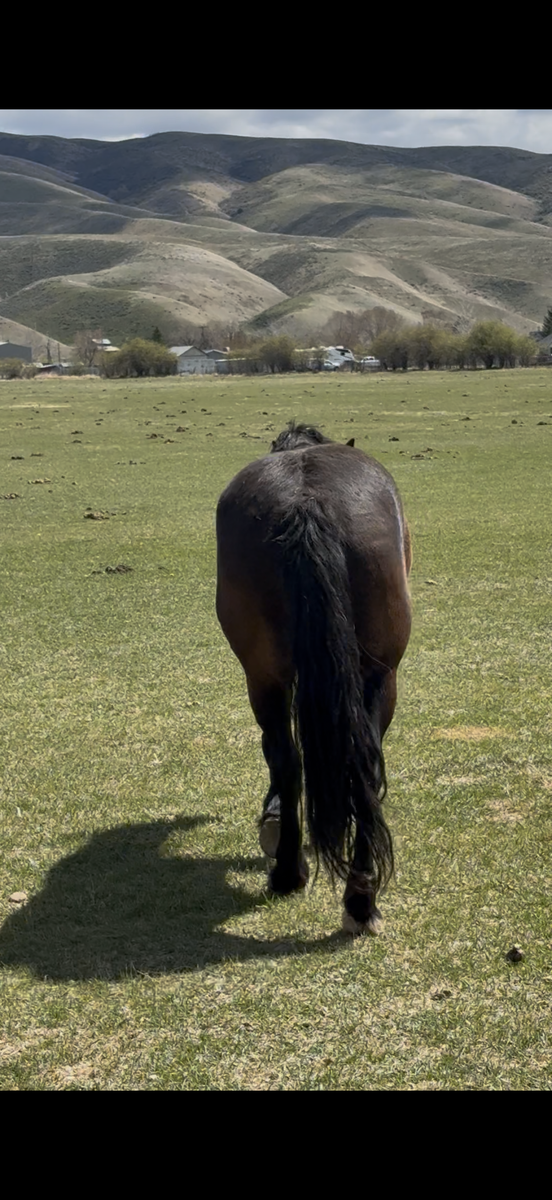 Ranch horses