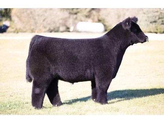 Club Calf Semen