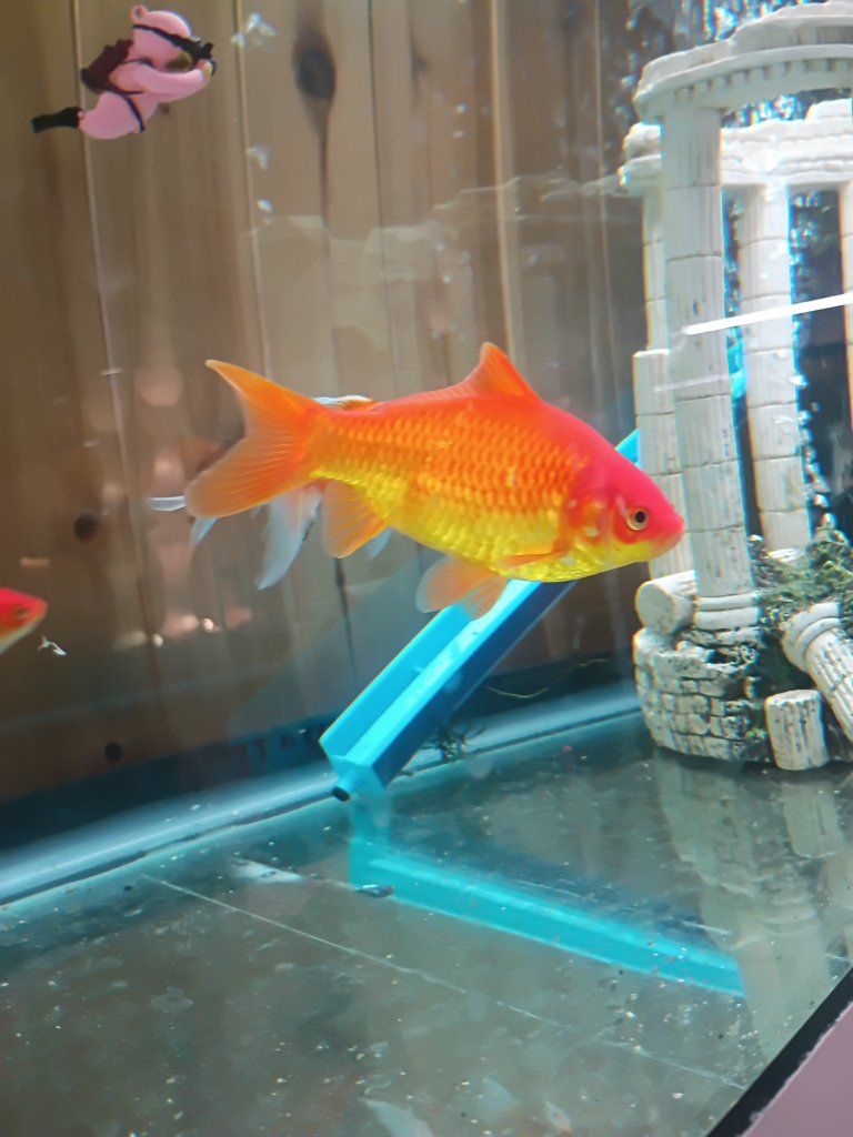 3 Healthy Goldfish – Ready for a New Home!