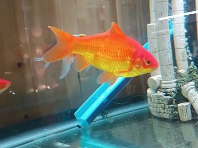 3 Healthy Goldfish – Ready for a New Home!
